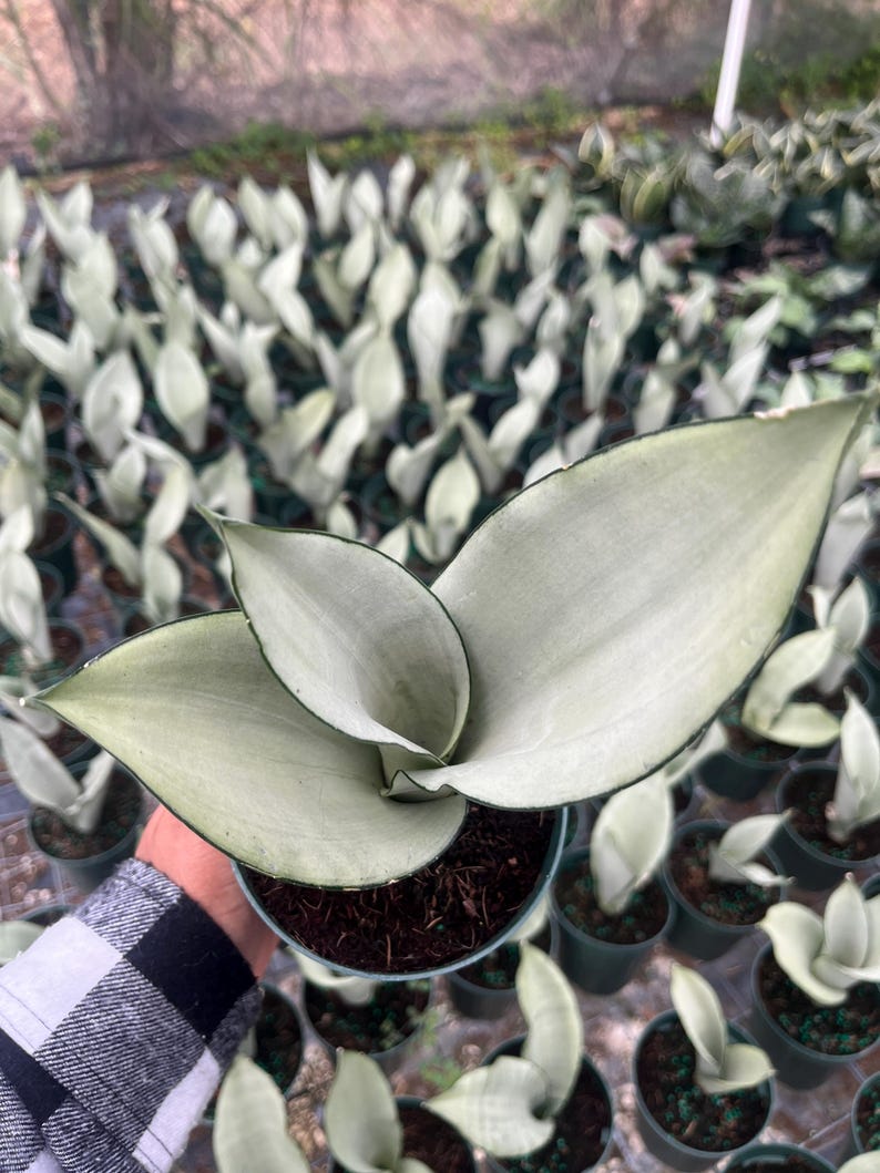 K&ouml;nnte beinhalten: Nahaufnahme einer Topf-Sansevieria-Pflanze, auch bekannt als Bogenhanf, mit gro&szlig;en, silbrig-gr&uuml;nen Bl&auml;ttern. Die Pflanze befindet sich in einem kleinen, dunkelgr&uuml;nen Topf, der mit dunkler Erde gef&uuml;llt ist. Weitere &auml;hnliche Pflanzen sind im Hintergrund zu sehen.