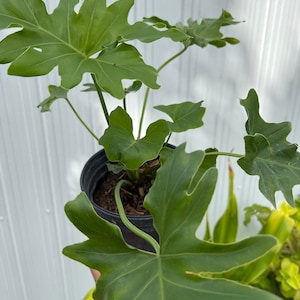 Philodendrum  Selloum philodendron Lacy Tree Small 6in pot