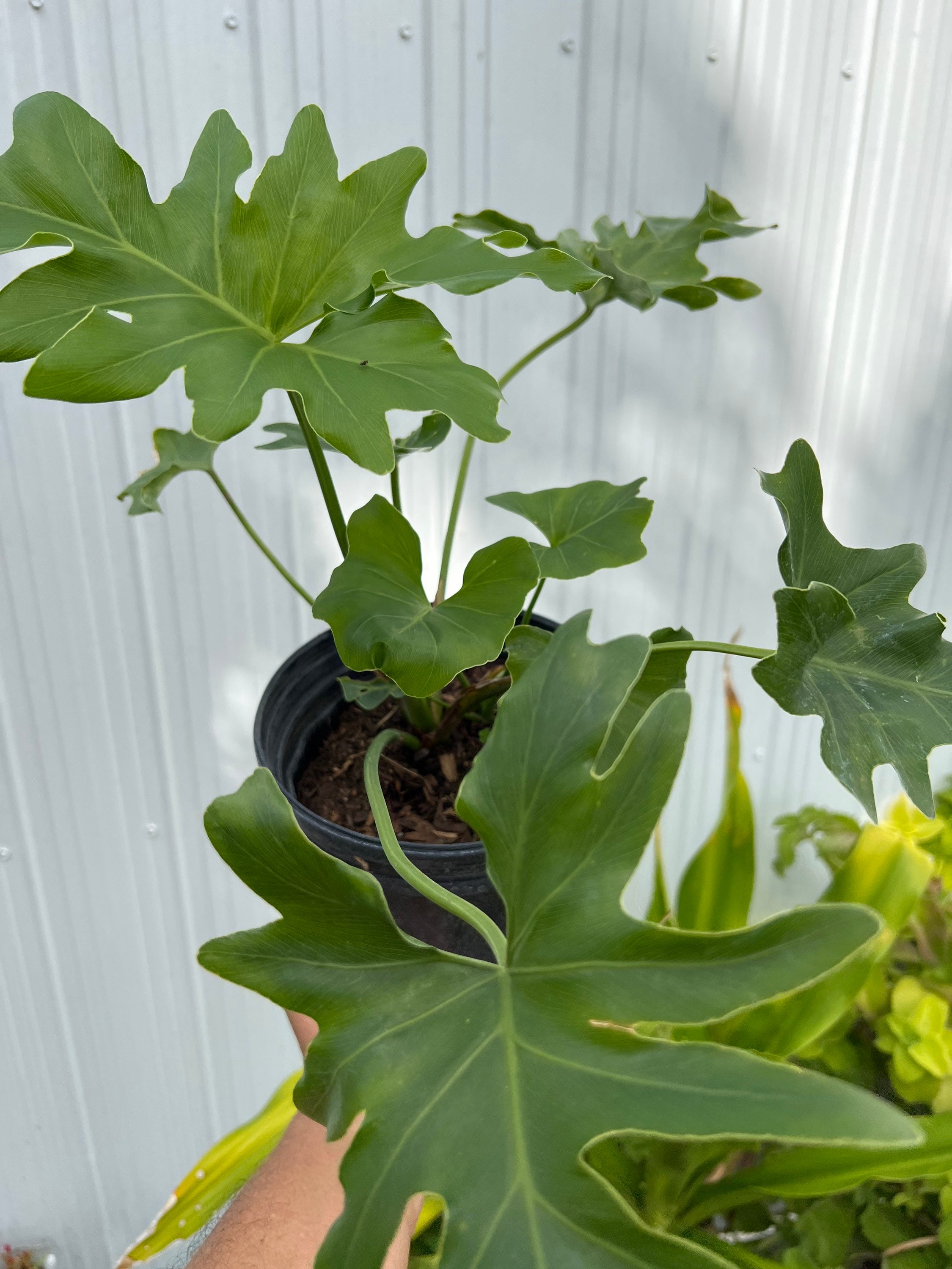 peace lily spathiphyllum Spathiphyllum (peace lily)  Plant Material