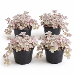 May include: Four small potted plants with cascading stems and small, rounded leaves. The foliage is a mix of pale green and pink, creating a soft, pastel appearance. The pots are black and sit against a white background.