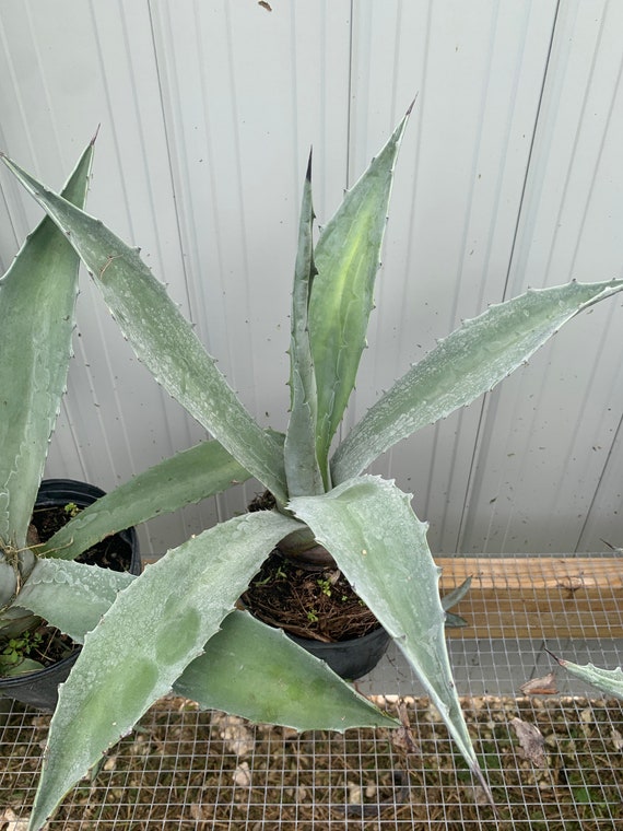 Large Blue Agave Plant: Tequila Agave Azul Succulent 1 gl - Etsy sterreich