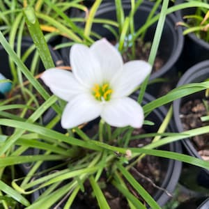 May include: A single white rain lily flower with a yellow center blooms in a pot surrounded by green foliage.