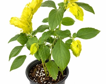 Yellow Shrimp Plant (Justicia brandegeeana) – Live Tropical Flowering Plant – Golden Yellow – Hummingbird & Butterfly Friendly 5 inch pot