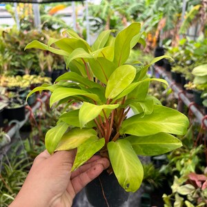 house plant food Miracle-Gro® - Liquid Indoor Plant Food main image 0