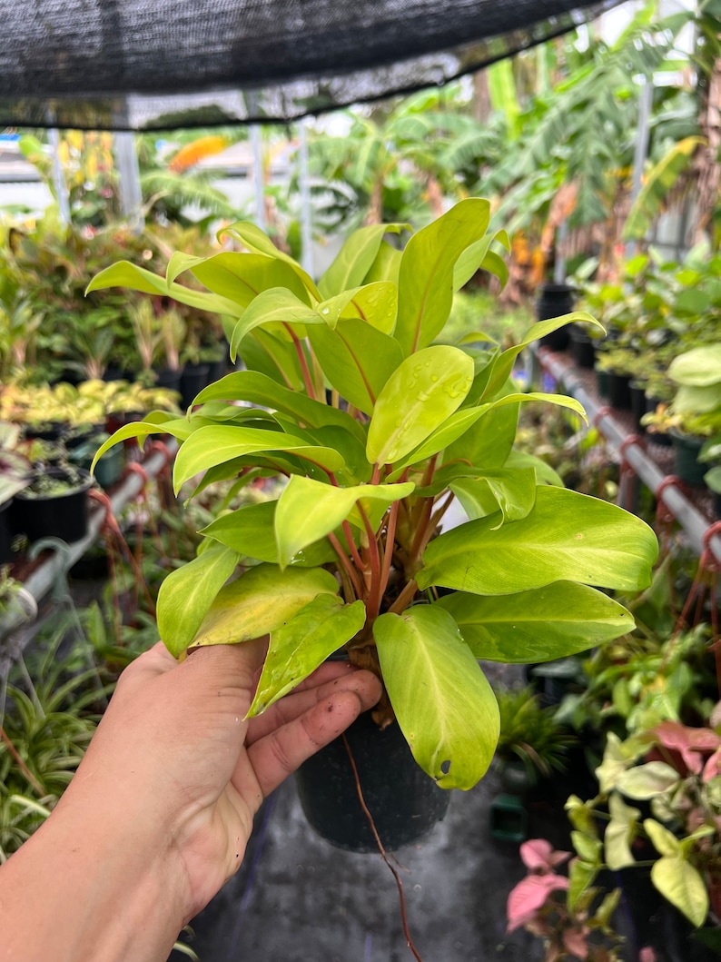 Auragiftshop Philodendron Golden Goddess - Thumbnail 5