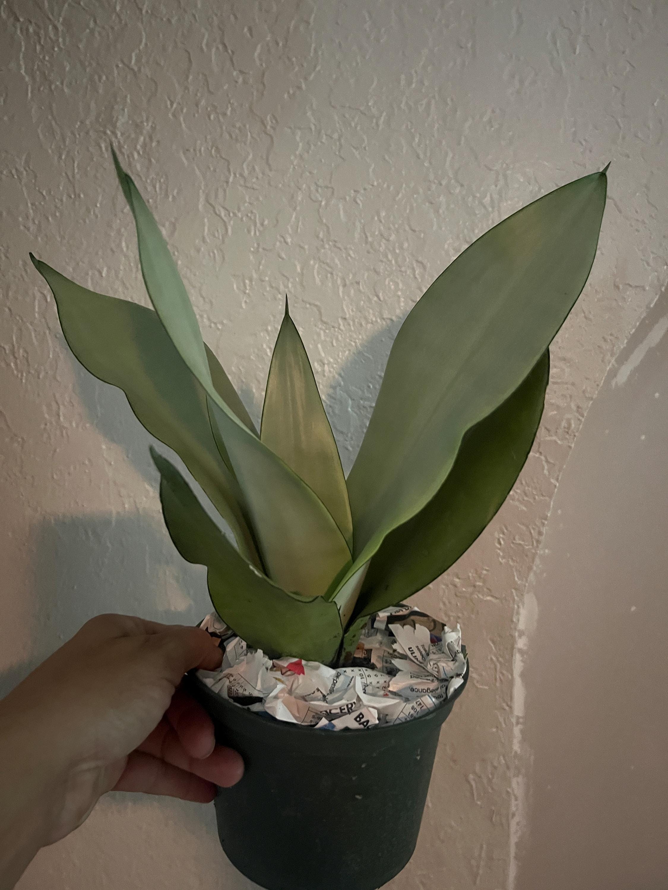 Moonshine Snake Plant LG  Sansevieria Moonshine  Rare Silvery Foliage   Easy Care Air Purifying Plant  Live Plant in 6 Pots Large Plant - Etsy