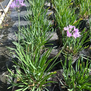 May include: A close-up of a group of potted plants with long, green leaves and purple flowers. The plants are in black pots and are growing in a garden setting.