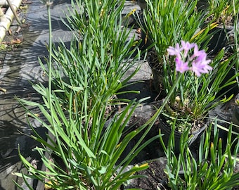 Tulbaghia violacea (Society Garlic)  Garlic, Planta Cebollin 6 in Pot Large