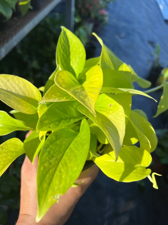 Buy Pothos Neon Houseplant Online - Stunning Foliage Plant for Home Decor 4" Pot / Terra Cotta Eco Pot by Succulents Box
