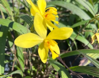 Sansevieria Momo (#ra16) | Very New Hybrids - Etsy