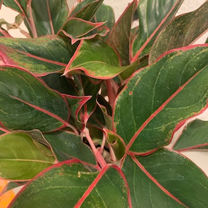 Aglaonema &#39;Red Siam&#39; – Vibrant Red Siam Chinese Evergreen – Colorful Foliage – Easy Care Indoor Plant – Perfect for Low to Moderate Light