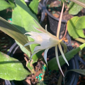Epiphyllum Oxypetalum – Queen of the Night Cactus – Night-Blooming Cereus – Fragrant Nocturnal Blooms – Easy Care Epiphytic Starter Plant