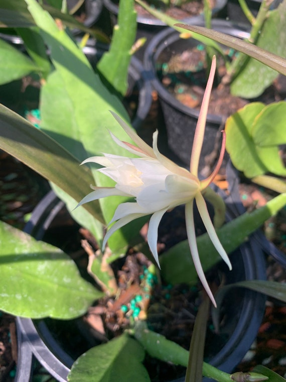 Queen of the Night Cactus: Night-Blooming Cereus - 6in Pot