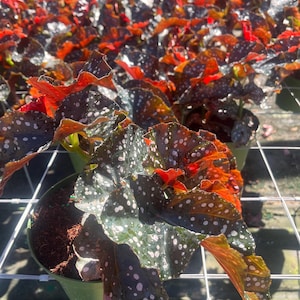 May include: Close-up of a Polka Dot Begonia plant with dark green leaves speckled with white spots and vibrant red and orange edges. The plant is in a green pot, showcasing its unique foliage.