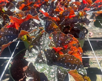 Live Polka Dot Begonia Maculata - Rare Silver Spotted Houseplant (4in)