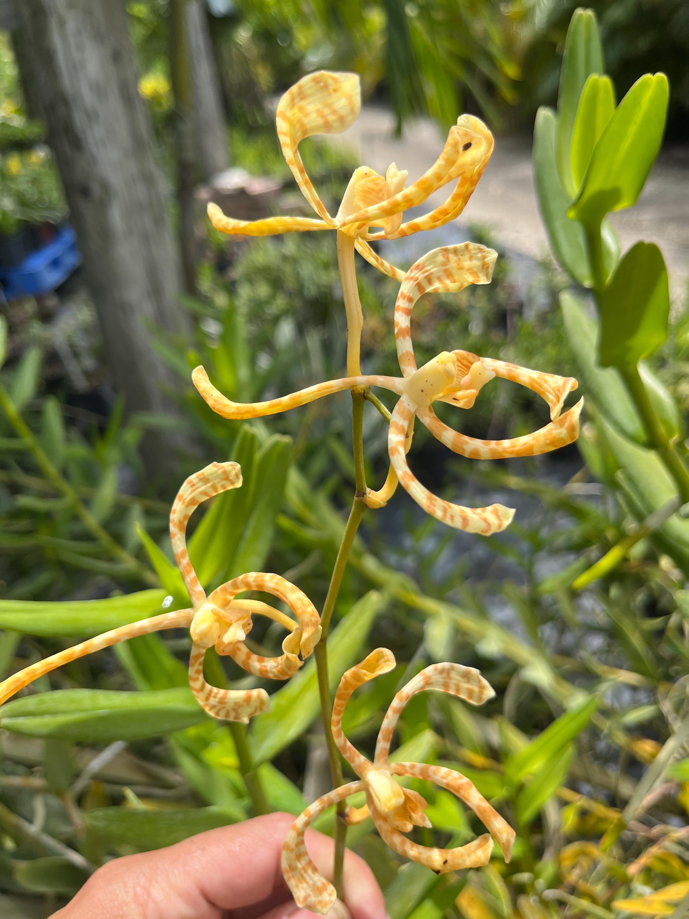 Exotic Arachnis Flos-aeris Orchid – Spotted Yellow & Orange Blooms