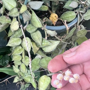 Hoya Lacunosa var. Plant 3 in pot image 2