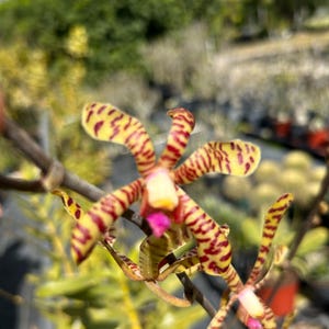 May include: Close-up of a vibrant orchid flower with yellow petals and red stripes. The flower has a pink center and is set against a blurred background of green foliage and a blue sky. The orchid is in full bloom.