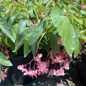 May include: A potted pink flowering plant with green leaves. The plant is in a black pot and has many pink flowers hanging down.