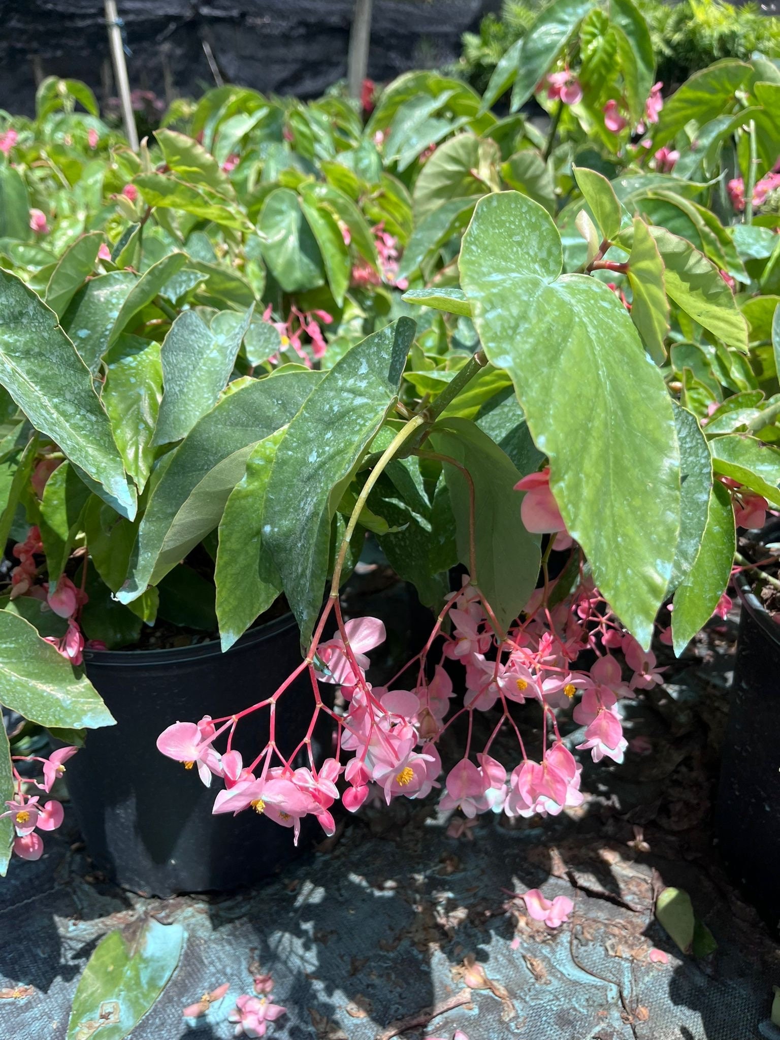 Wax Begonia Plant: Pink Blooms & Glossy Foliage - Etsy