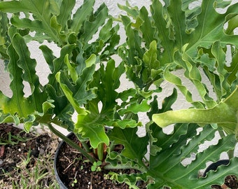 May include: A potted green plant with large, ruffled leaves. The plant is in a black plastic pot and is surrounded by green grass.