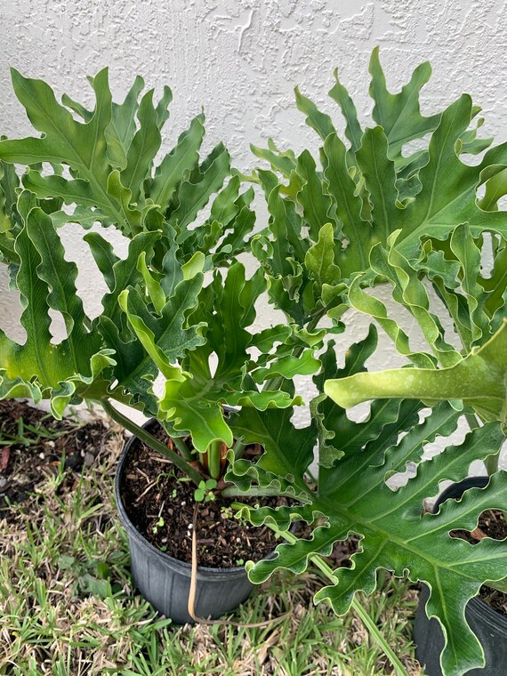 large leaf philodendron Green Congo Indoor Philodendron Large Leaf 2 Gallon Pot 2-3 Ft Tall Pl   NNplant
