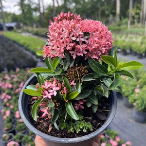 May include: A potted pink Ixora plant with green leaves. The plant is in a black plastic pot and is being held by a hand.