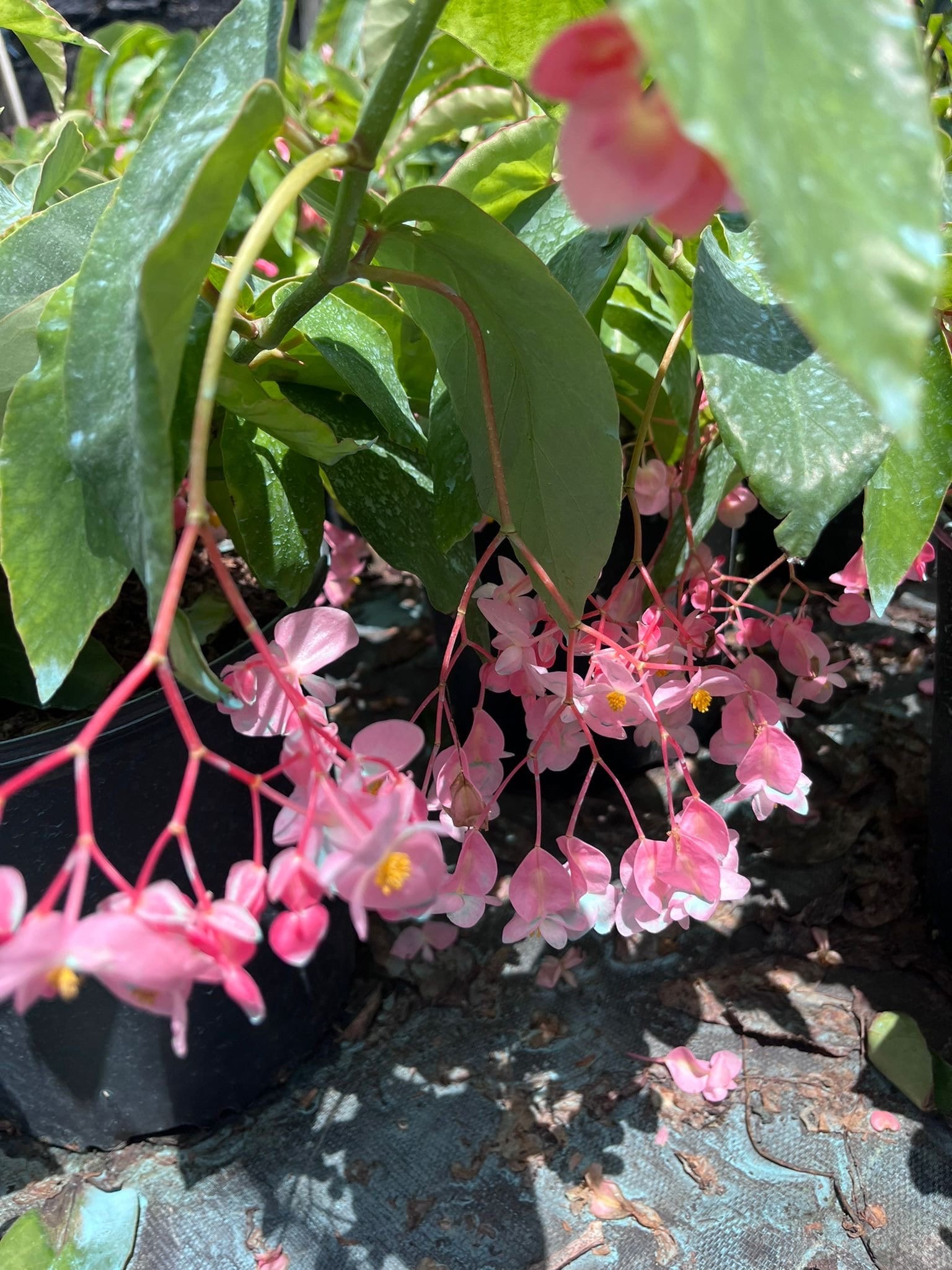 Begonia Cucullata Wax Begonia - Beautiful Pink Blooms and