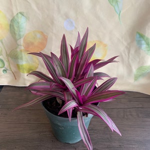 Dwarf Oyster Plant Variegated FULL PLANT Tradescantia spathacea tricolor Rhoeo 'Tricolor', tradescantia, Moses in the cradle,plant 6in pot image 2