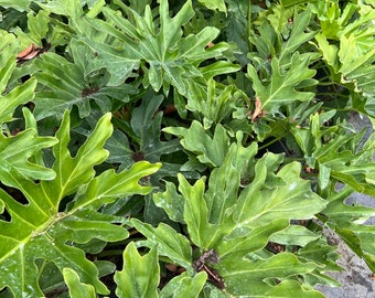 philodendron ruizii Philodendron Patriciae x Ruizii