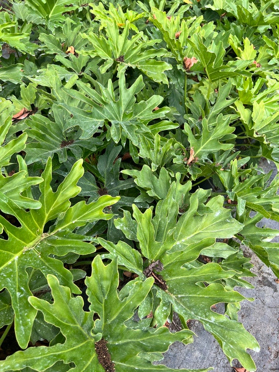 Large Split Leaf Philodendron Selloum Plant (24-30" Tall) - Etsy Israel