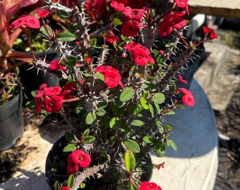 Red Dwarf Crown of Thorns – Euphorbia Milii (6” Pot)
