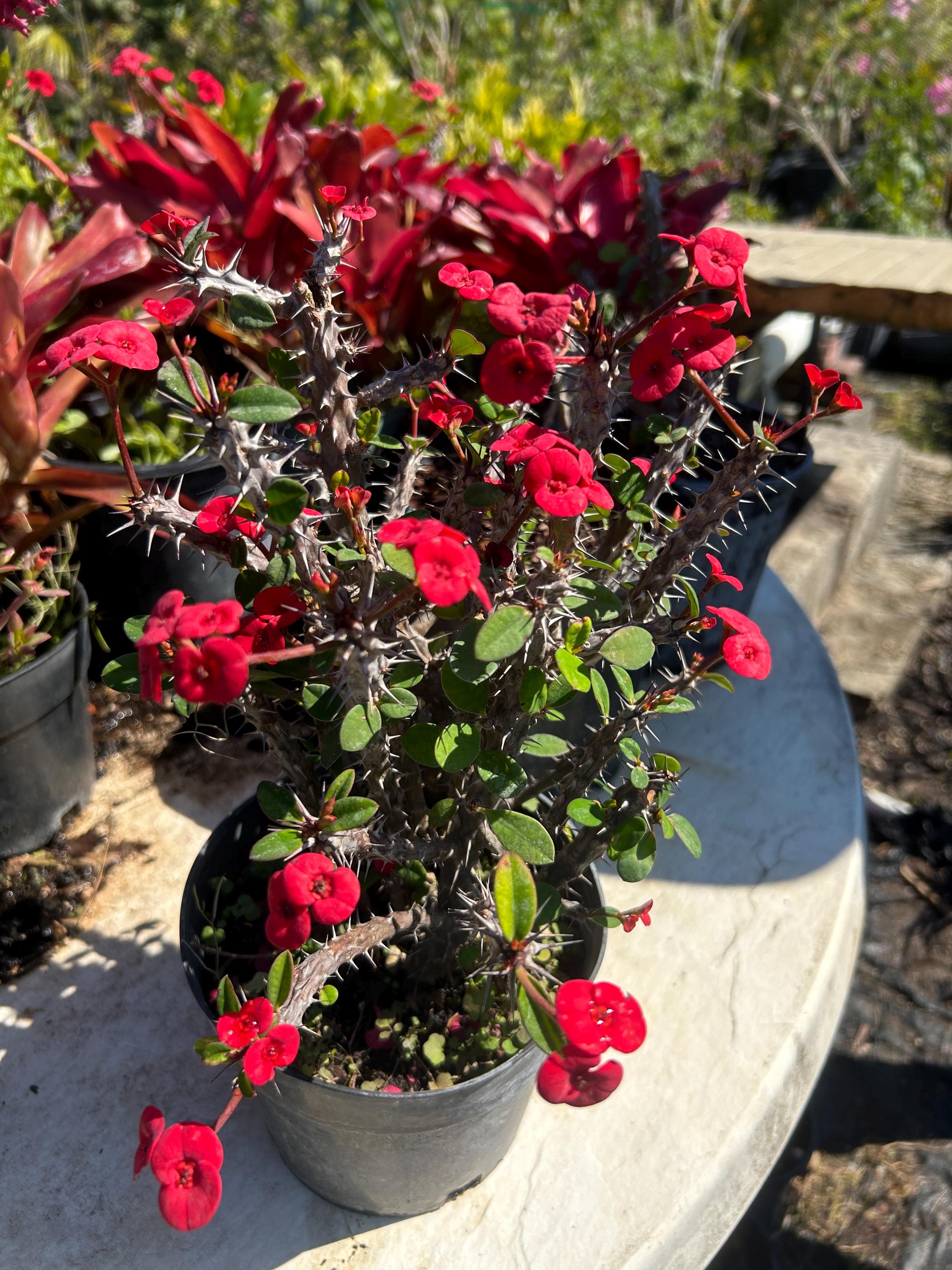 Red Dwarf Crown of Thorns – Euphorbia Milii (6” Pot) - Etsy