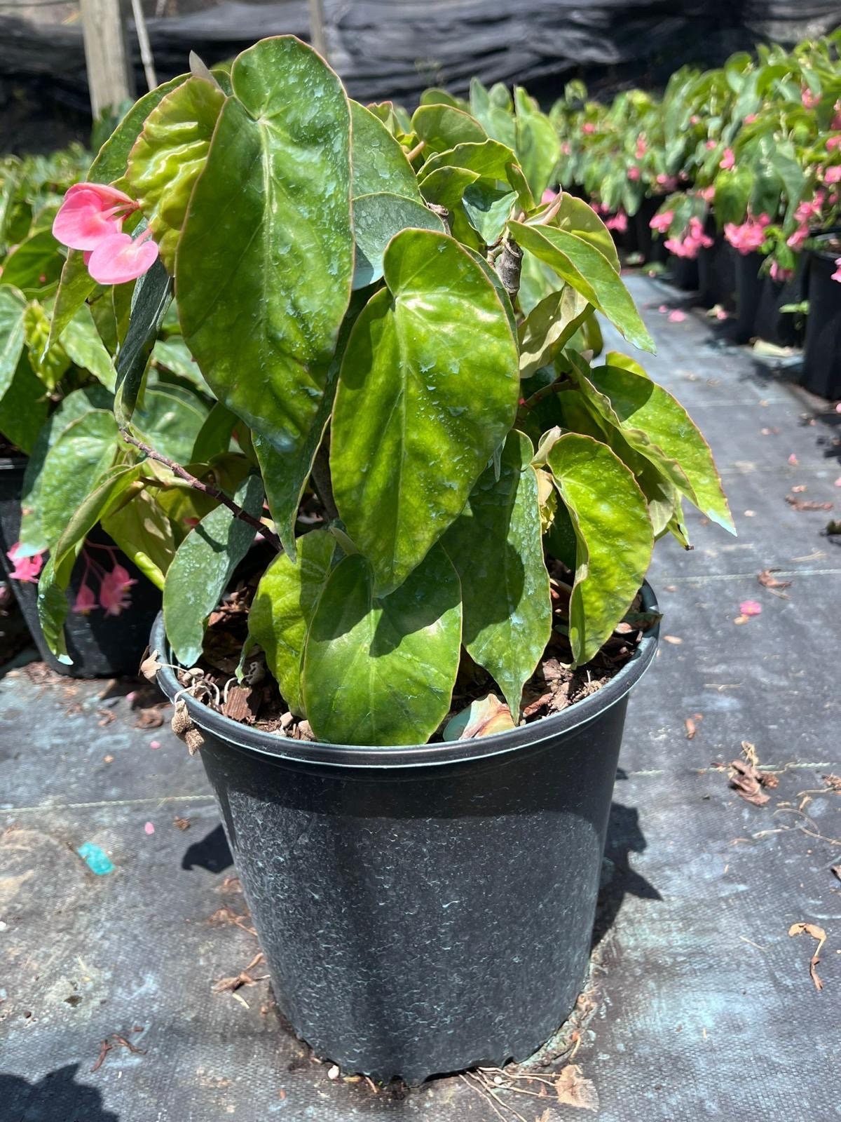 Begonia cucullata Plant Care: Water, Light, Nutrients | Greg