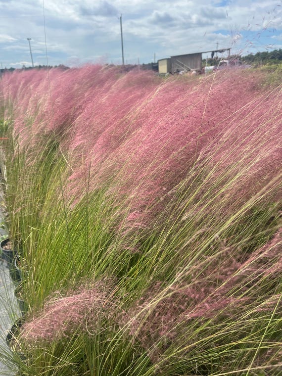 Pink Muhly Grass  Live Plant 3-4 Ft | Muhlenbergia Capillaris | Drought  Tolerant Ornamental Grass With Pink Plumes | Easy Care Garden Plant - Etsy