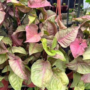 Syngonium strawberry cream podophyllum, Goosefoot Plant / Nephthytis/ House Plant 6&quot; Pot Size Hanging basket/ Fast Shipping