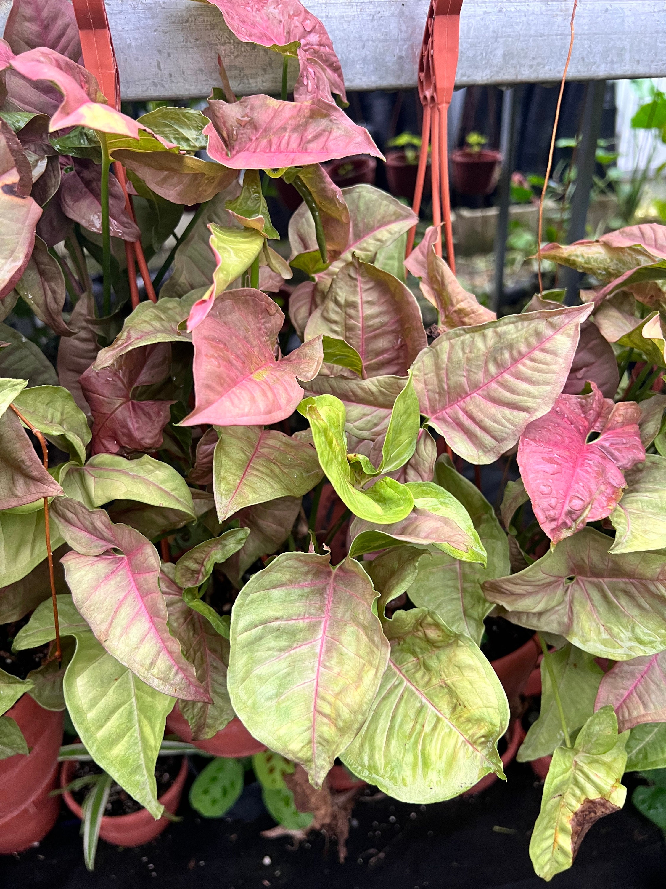 Syngonium Strawberry Cream Hanging Basket | Goosefoot Plant | Pink