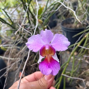 May include: A close-up of a lavender orchid flower with a deep magenta center and a white and orange throat. The flower is held by a person. The background is blurred, showing green plants and dark pots.