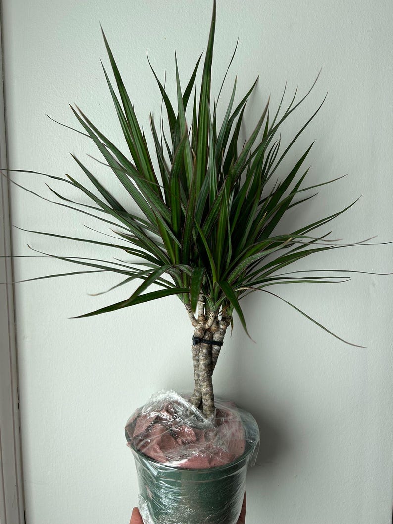 Dracaena Marginata Live Plant - Thumbnail 4