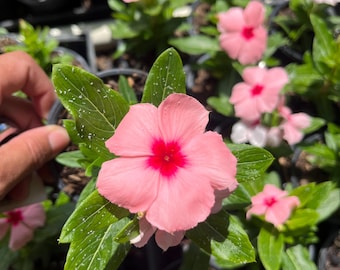 4 Pink Vinca Live Plants (madagascar Periwinkle) | Outdoor