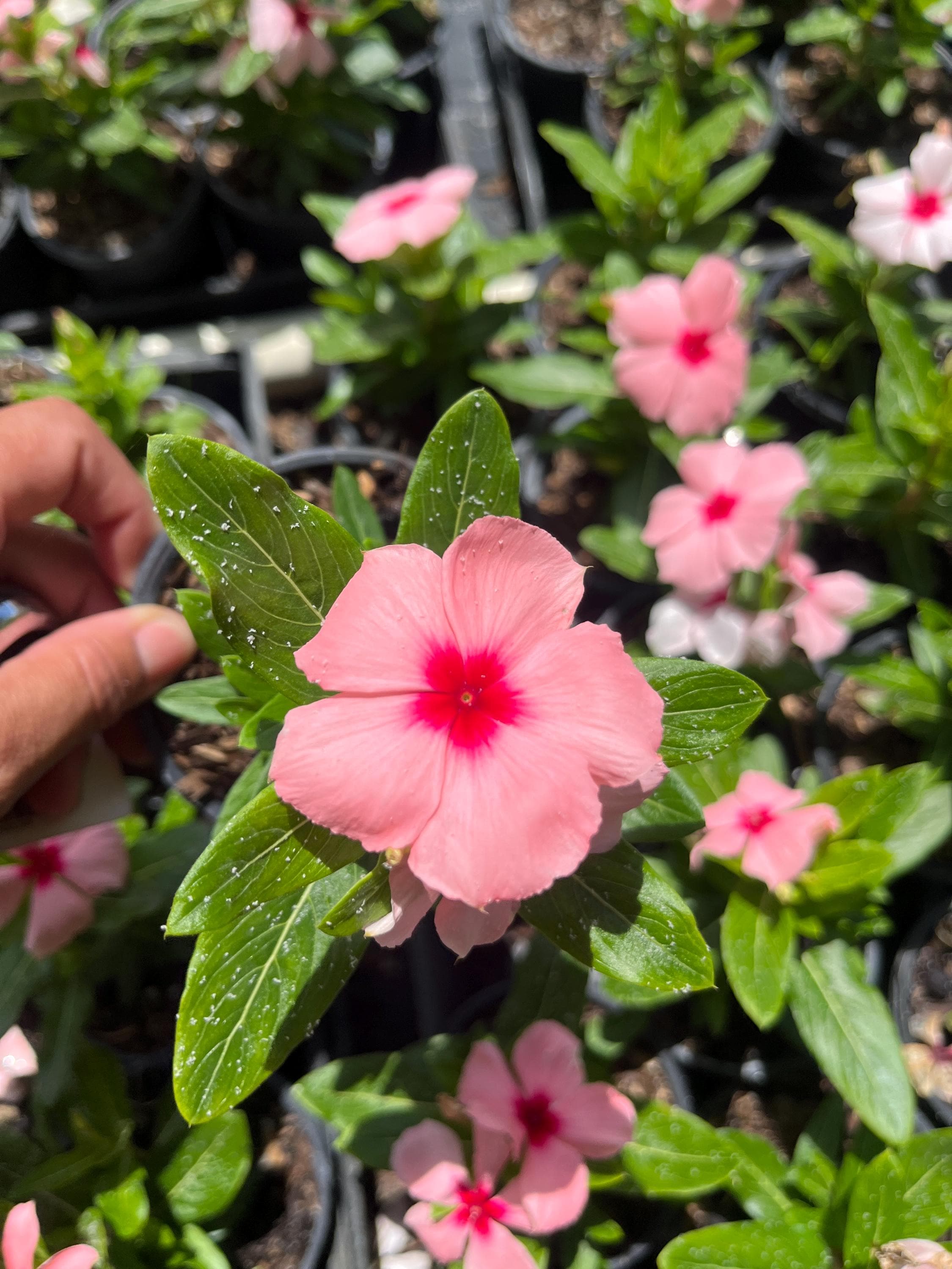4 Pink Vinca Live Plants (madagascar Periwinkle) | Outdoor