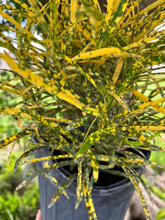 Shoestring Gold Dust Croton Live Plant | Zanzibar Croton
