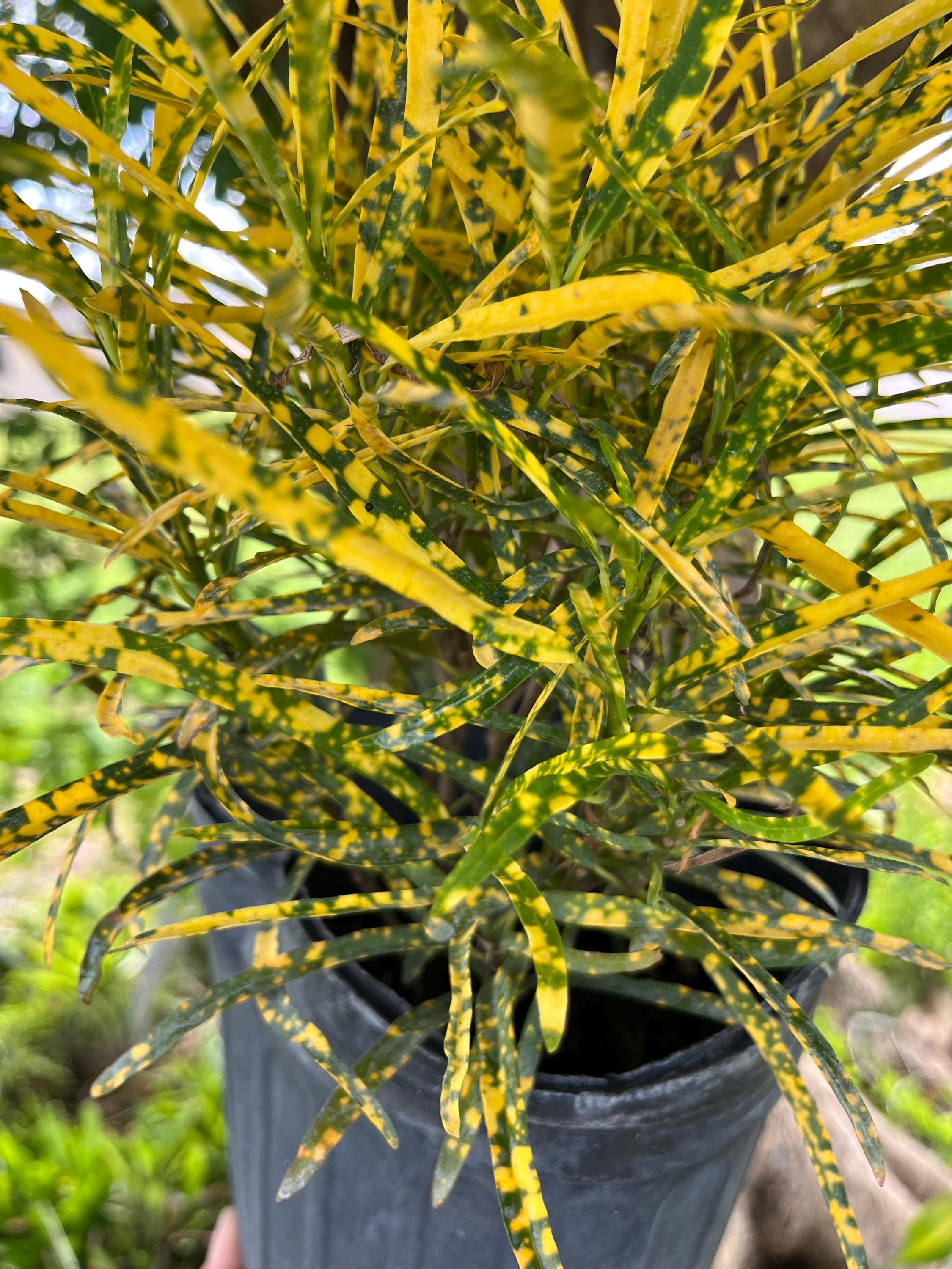 Shoestring Gold Dust Croton Live Plant | Zanzibar Croton