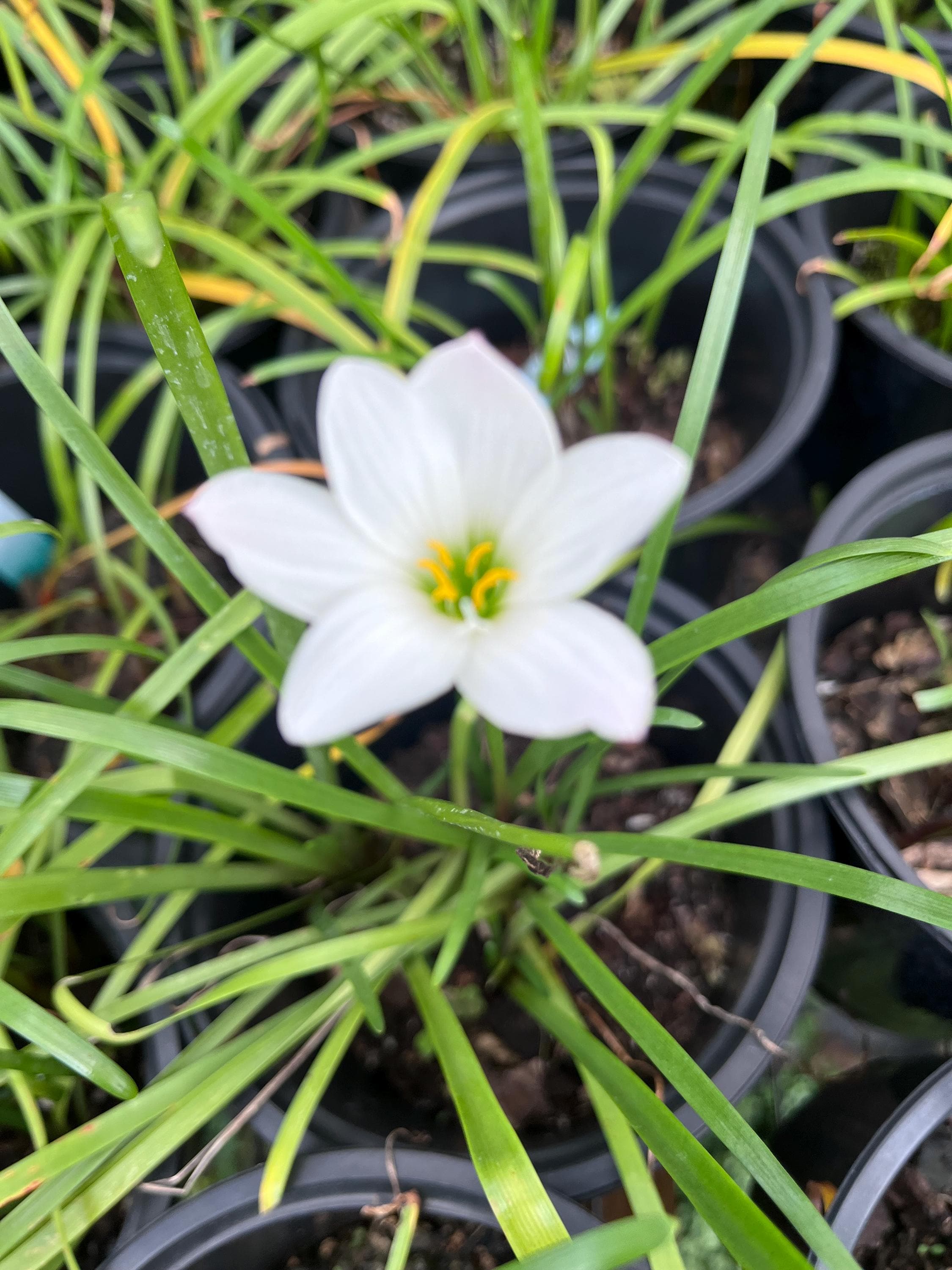 10 Bulbs Rainlily White, Zephyr Lily, Fairy Lily, and Rain Flower