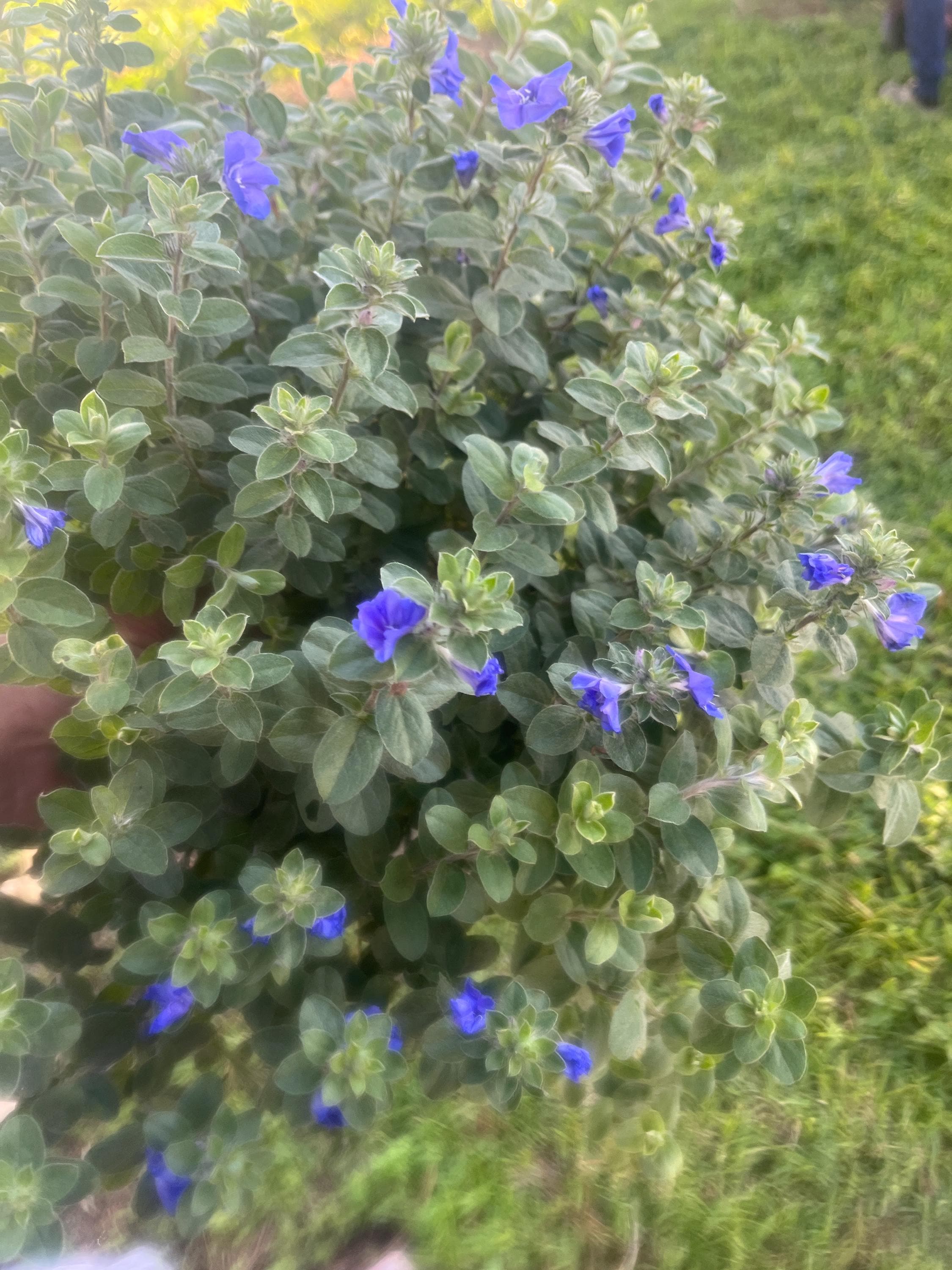 Blue My Mind Dwarf Morning Glory – Full Live Plant in 6in Hanging