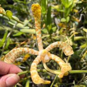 Spotted Arachnis Orchid Yellow & Orange Blooms - Mature Mother Plant Air Spider Live Plant Multiple Stems Large Plant High Quality