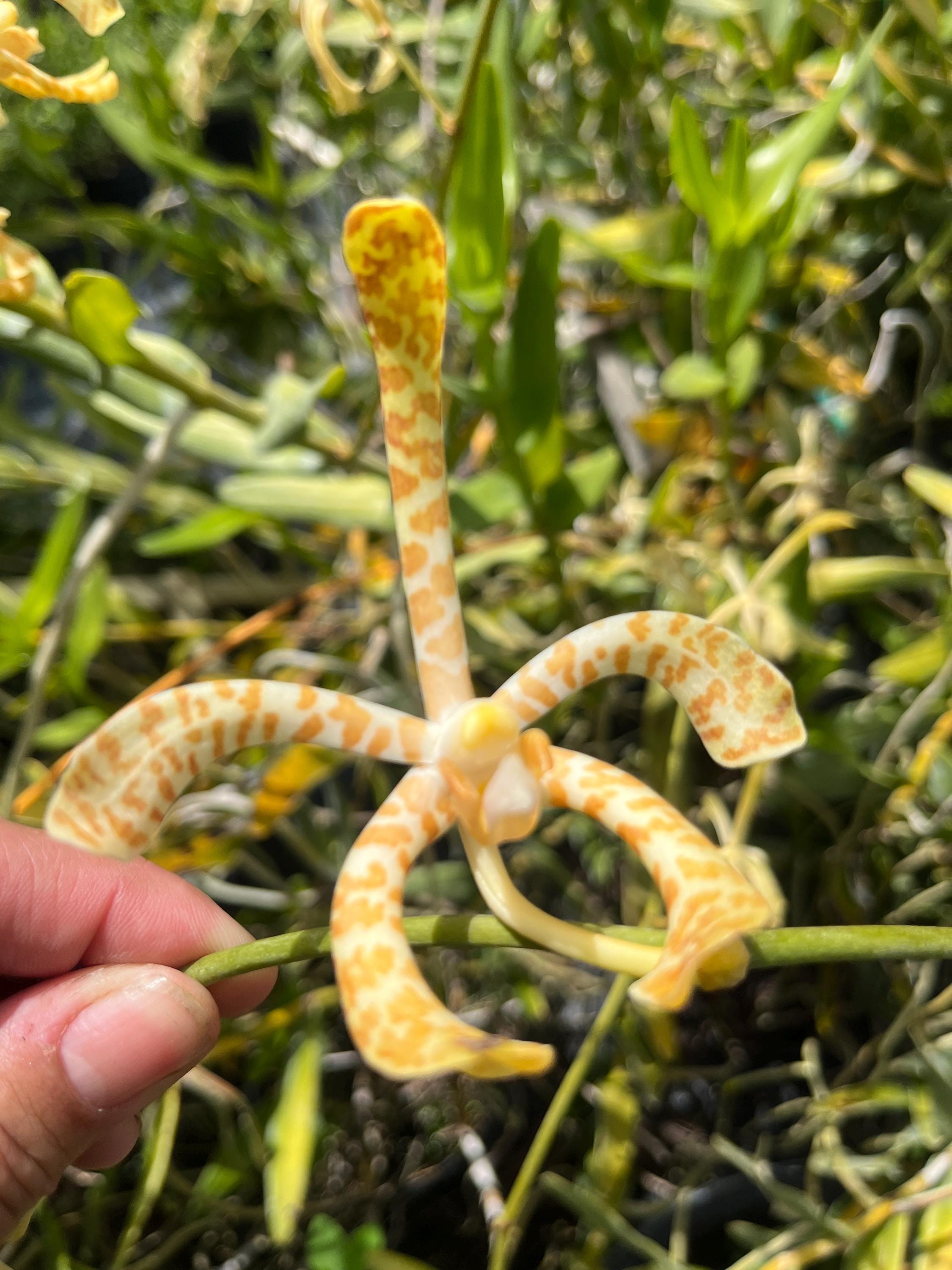 Exotic Arachnis Flos-aeris Orchid – Spotted Yellow & Orange Blooms