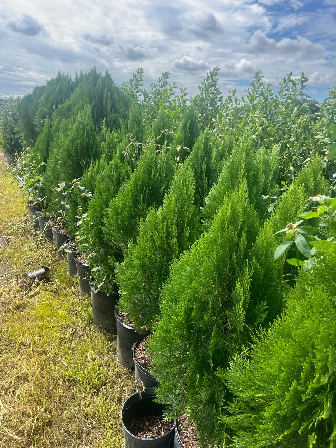 Arborvitae  Thuja Green Giant / Thuja Occidenta Large - Etsy