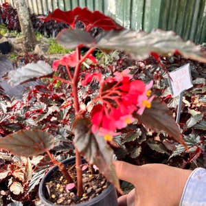 Linda Dawn Begonia Live Plant | Rare Pink Flowering Begonia | Easy Care Houseplant | Shade-Loving Perennial | Garden or Indoor Plant 4in