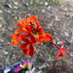 Orchid Epidendrum Radicans Fire Star Orchid-Five Star-Houseplant Gift blooming plant image 2